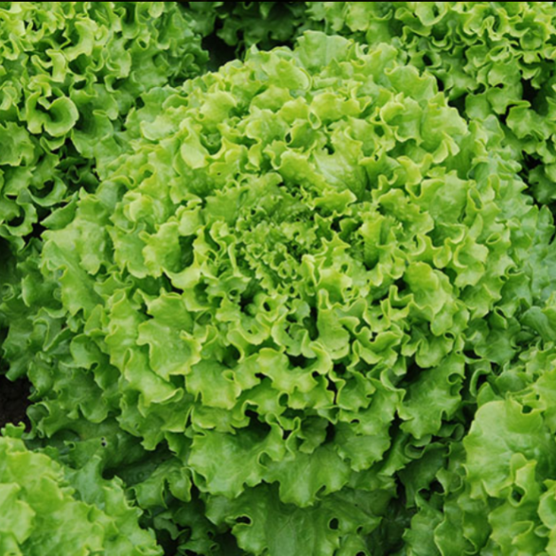 Semillas Lechuga Batavia Crespa Verde Caipira - 1 g  aprox 1000 semillas