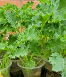 Plántulas de vegetales medianos (verificar inventario llamando al 914570122)