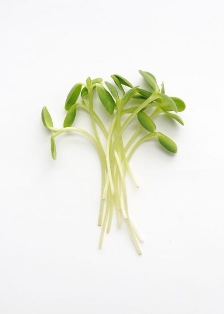 Girasol 40g para gerninados brotes microgreens
