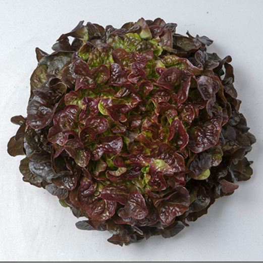 Semilla Lechuga Hoja de Roble Roja Mathix   aprox 250 semillas peletizadas