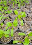 Plántulas de vegetales medianos (verificar inventario llamando al 914570122)
