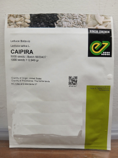 Semilla Lechuga Crespa verde Batavia Caipira Enza Zaden sobre 5000 semillas