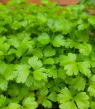 Plántulas de vegetales medianos (verificar inventario llamando al 914570122)
