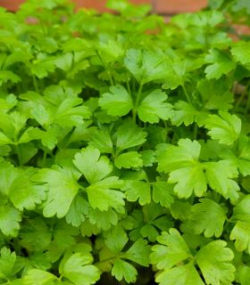 Plántulas de vegetales medianos (verificar inventario llamando al 914570122)