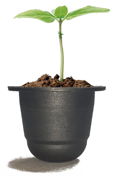 Cápsulas-compostables biodegradables.