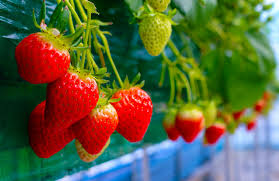 FRESAS HIDROPÓNICAS