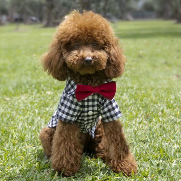 Camisa Cuadros Black