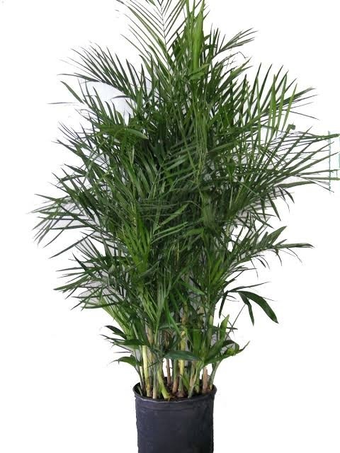PALMERA BAMBU