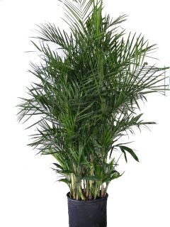 PALMERA BAMBU