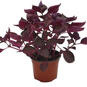 duranta morada