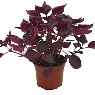 duranta morada