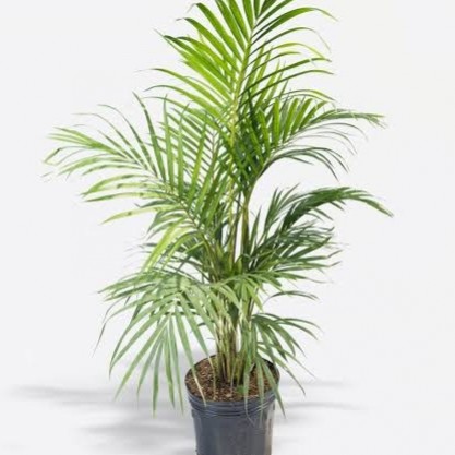 PALMERA