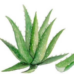 ALOE VERA