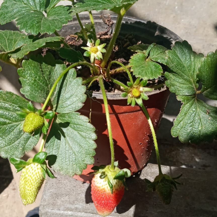 FRESAS