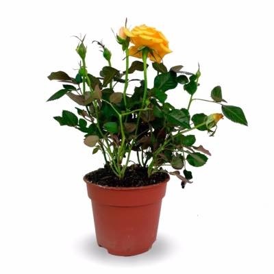 ROSAS AMARILLAS CON MACETA
