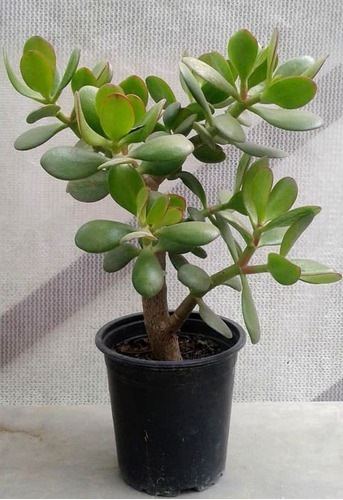 ARBOLITO JADE