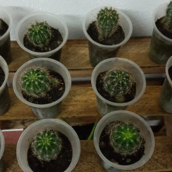 CACTUS