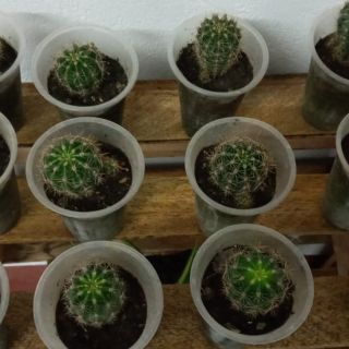 CACTUS