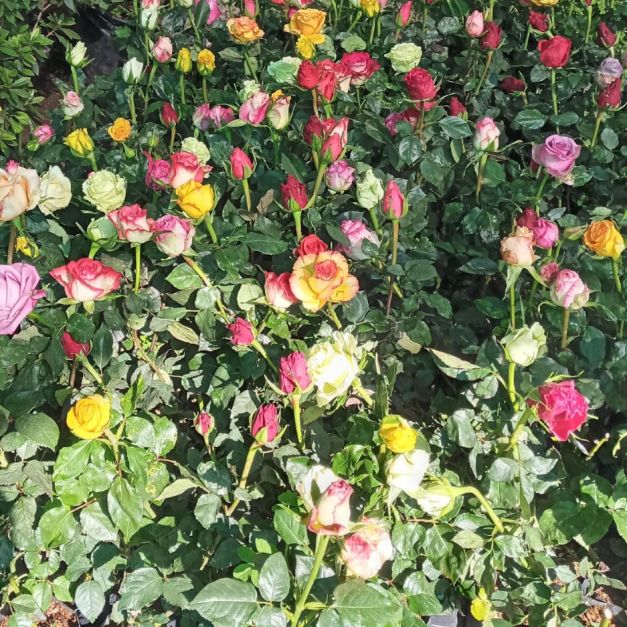 ROSAS