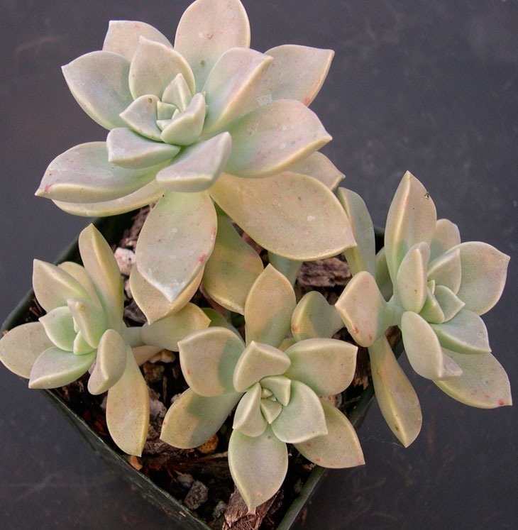 GRAPTOPETALUM PARAGUAYENSE