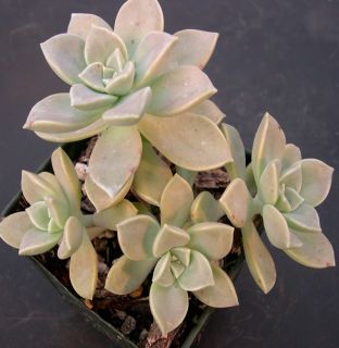 GRAPTOPETALUM PARAGUAYENSE