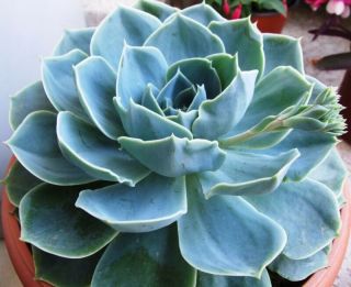 ECHEVERIA SECUNDA