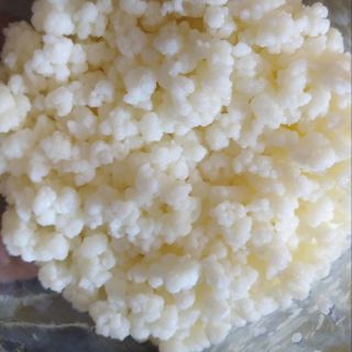 Hongos para hacer yogurt kéfir
