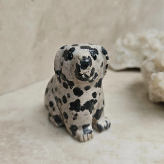 Dalmata rechonchito