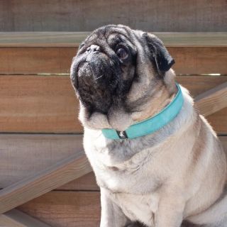 COLLAR AJUSTABLE PARA MASCOTA - 2