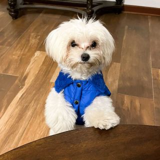 CHALECO CLASSIC CUELLO PELUCHE - 2